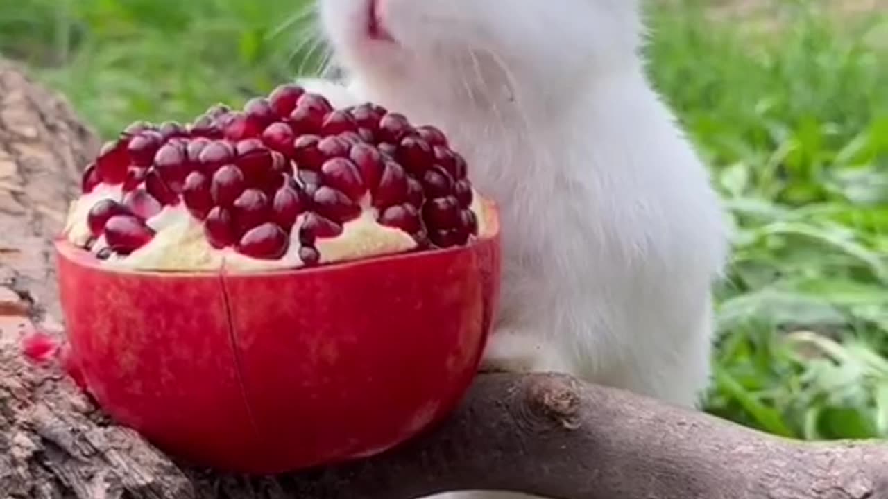 Rabbit pomegranate