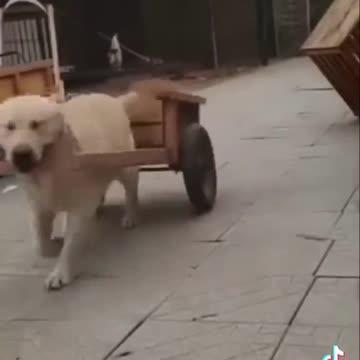 Funny laughing animal dogs carefully