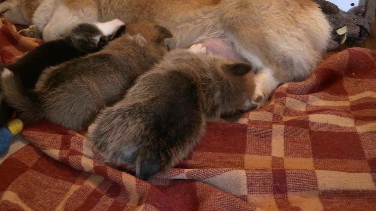 Cute Little Puppies-Mother Dog Breast Feeding