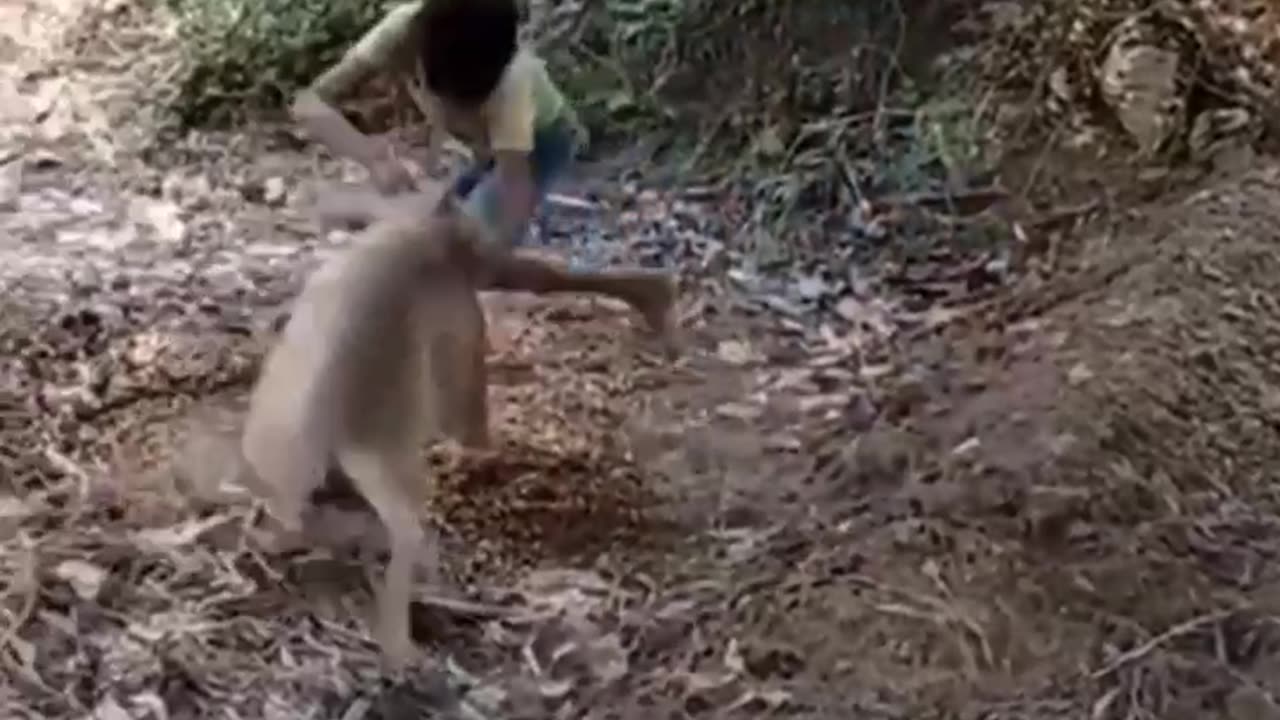 Funny animal will not be able to stop its laugh