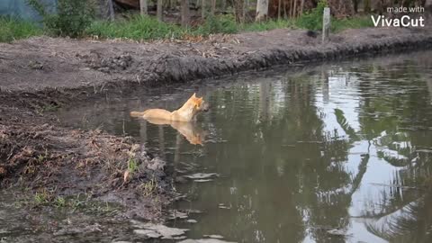 Very funny this puppy is swimming in the lake