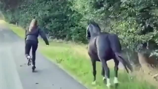 funny animal
