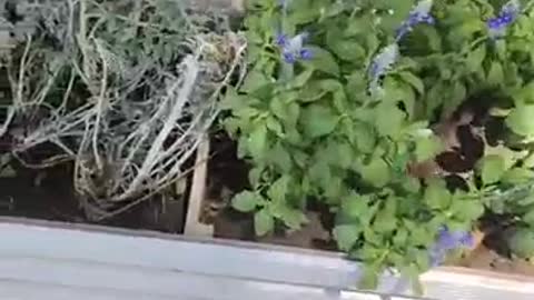 blue flowers