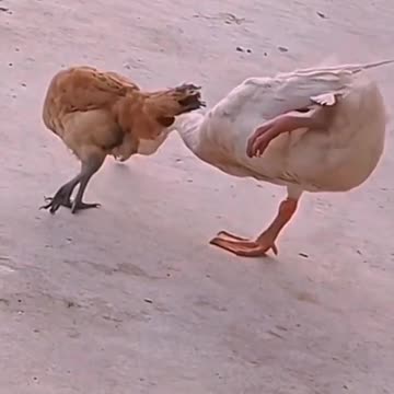 Too much funny clip nice funny clip