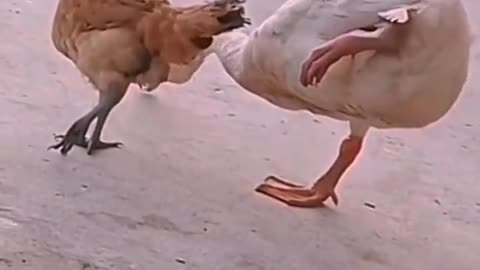 Too much funny clip nice funny clip