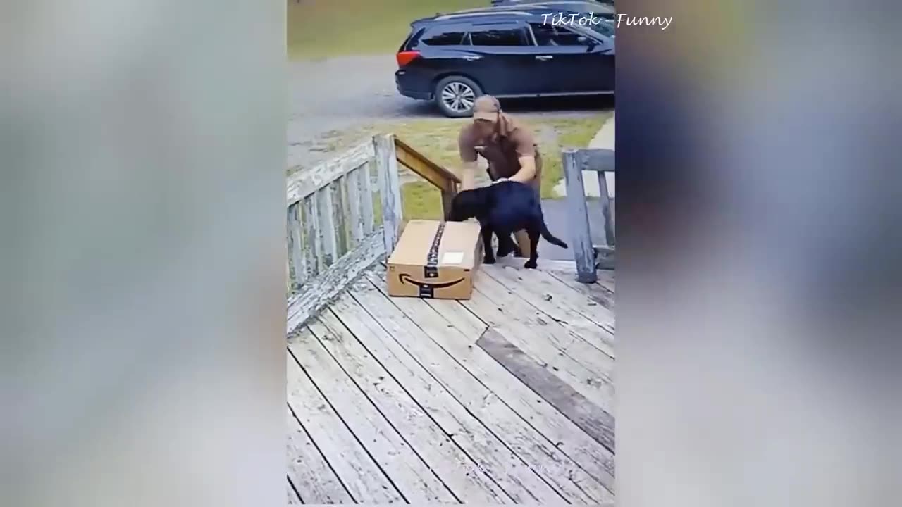 Best Funny Dogs And Cats Videos 😅 - Funniest Animals Videos 2023😇 #12