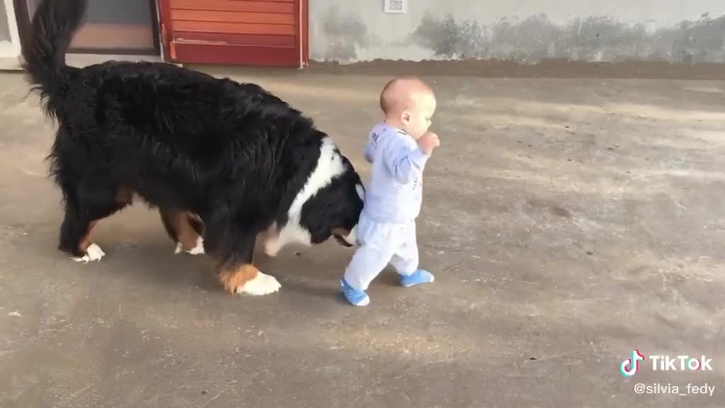 Dog help to cute baby in walking.