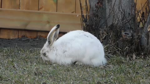 rabbit eating in the yard