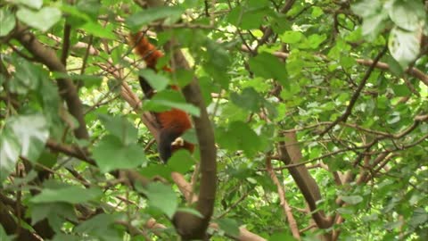 CUTE RED PANDA CREATURE ADVENTURE | The Real-Life Wild Kratts