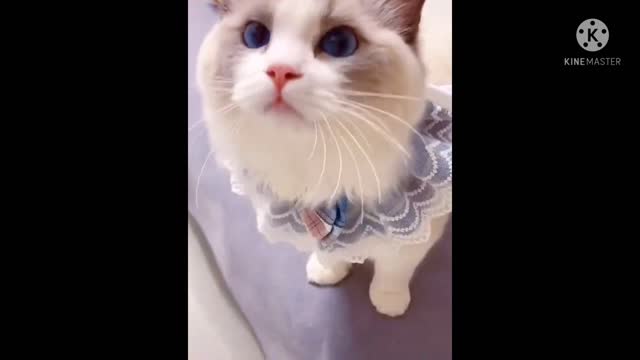 Baby cat || cute ||Funny || Baby cat