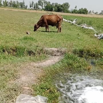Beautiful cow in pool water 💦💦💧💧