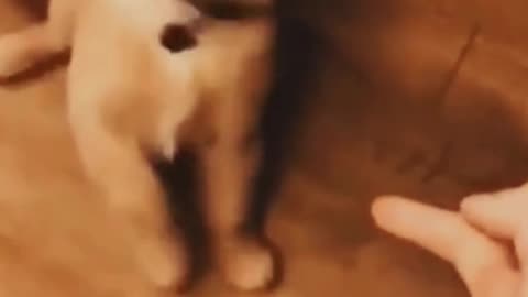 Funny dog 🐶 #short #animal #funny #viral