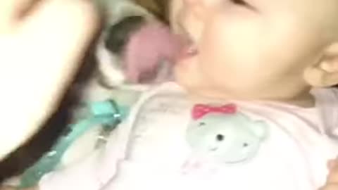 Cute Baby and Dog Lick each Other in the Mouth! #shorts (Playlist-Fun, Happy Videos)