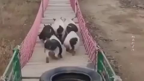 PIG OBSTACLE COURSE