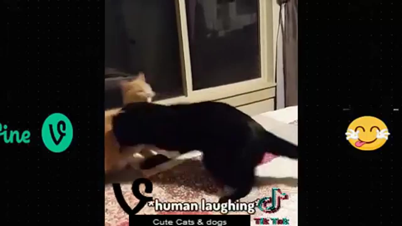 #cute #animals #funny #animal #videos #funnyanimalslife #club #cats #dogs #shorts (360p) (2)
