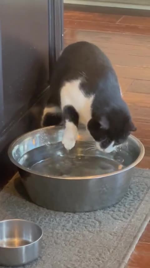 Outdoor Cat Has No Idea How To Drink From Water Bowl