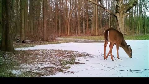 White tail deer uses "spikes" to walk on the ice!