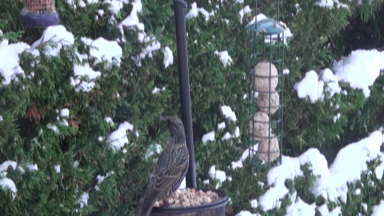 2010 Dec Snow NE Scotland