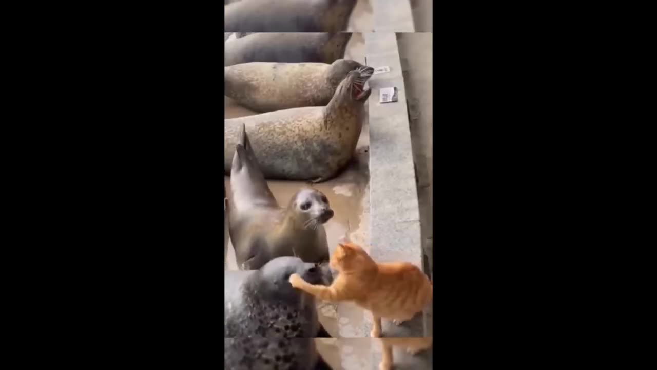 Funny Animal Moments