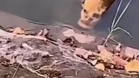 THIS FiSH IS TERRIFYING