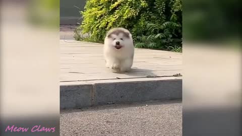 Baby Alaskan Malamute Cutest and Funniest Moments New Compilation