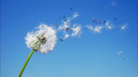 blowing in the wind covid mandate parody