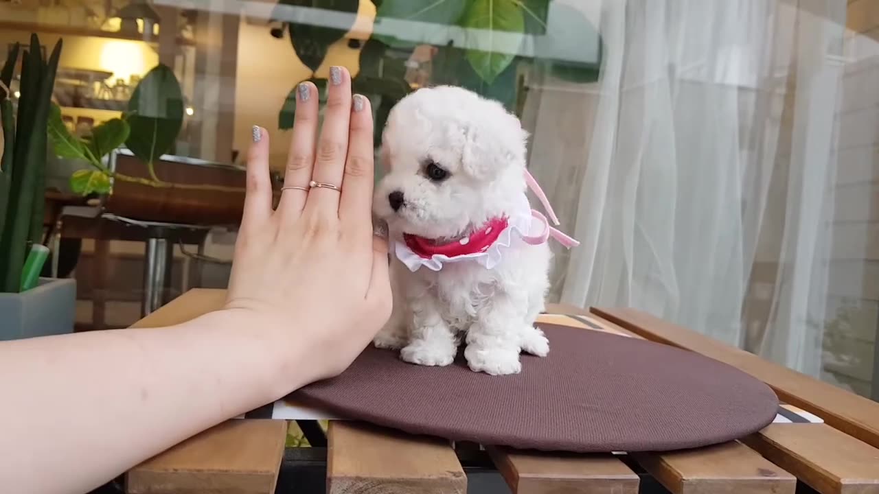 Baby_bichon_frise_puppy_video_doll_puppy__cutest_puppy_-