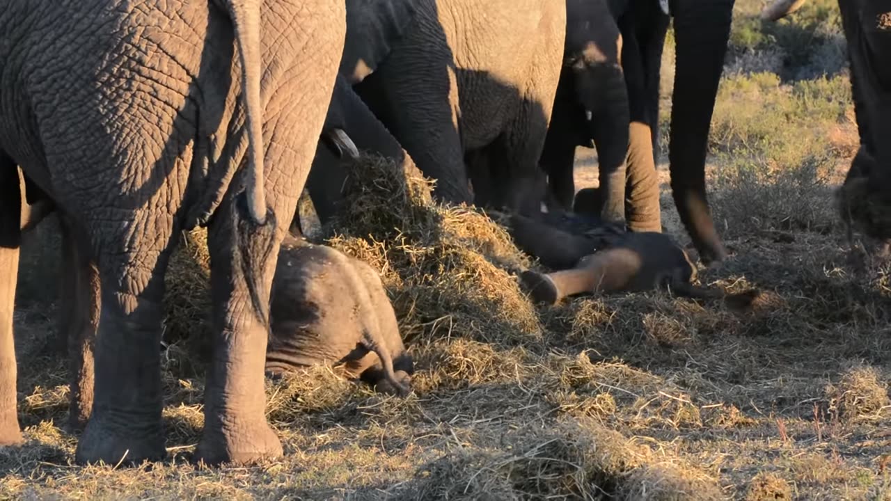 Cute Baby Elephants | Funny Little Elephants Goofing Around - 2023