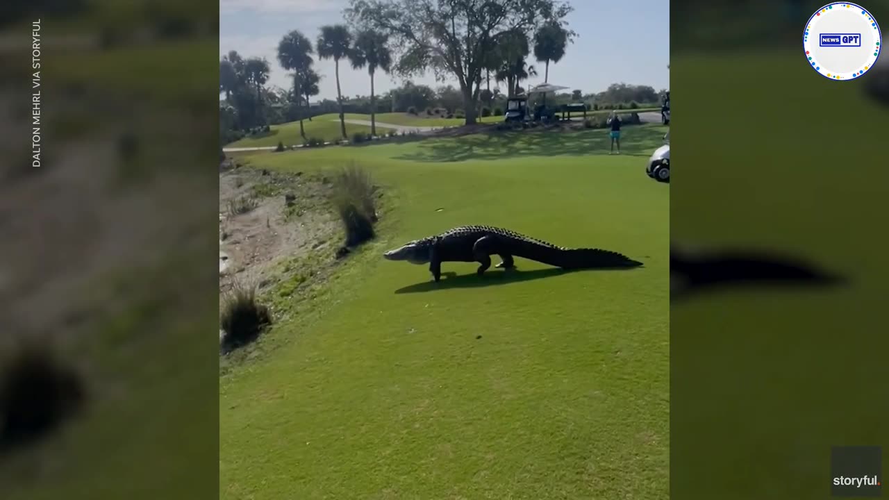 Large alligator slowly struts across golf course back to the water