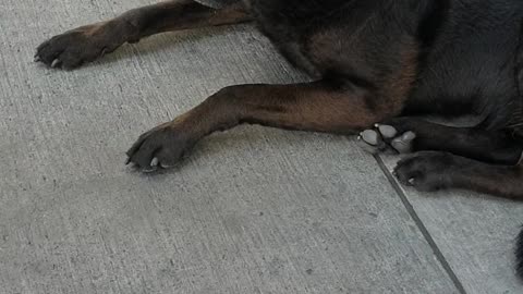 Meet Tobi: a Gas Station Dog 🐕🇨🇱