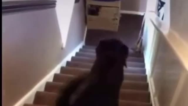 funny dog video 2022