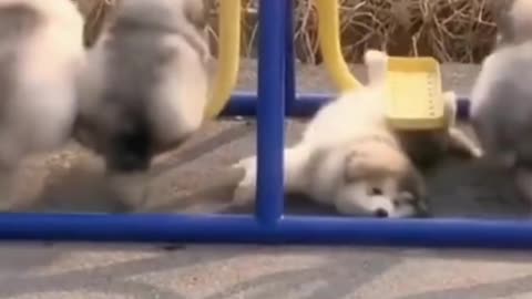 Meat ball puppy