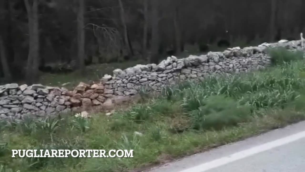 Branco di cinghiali zona Castel del Monte (Andria, Puglia)