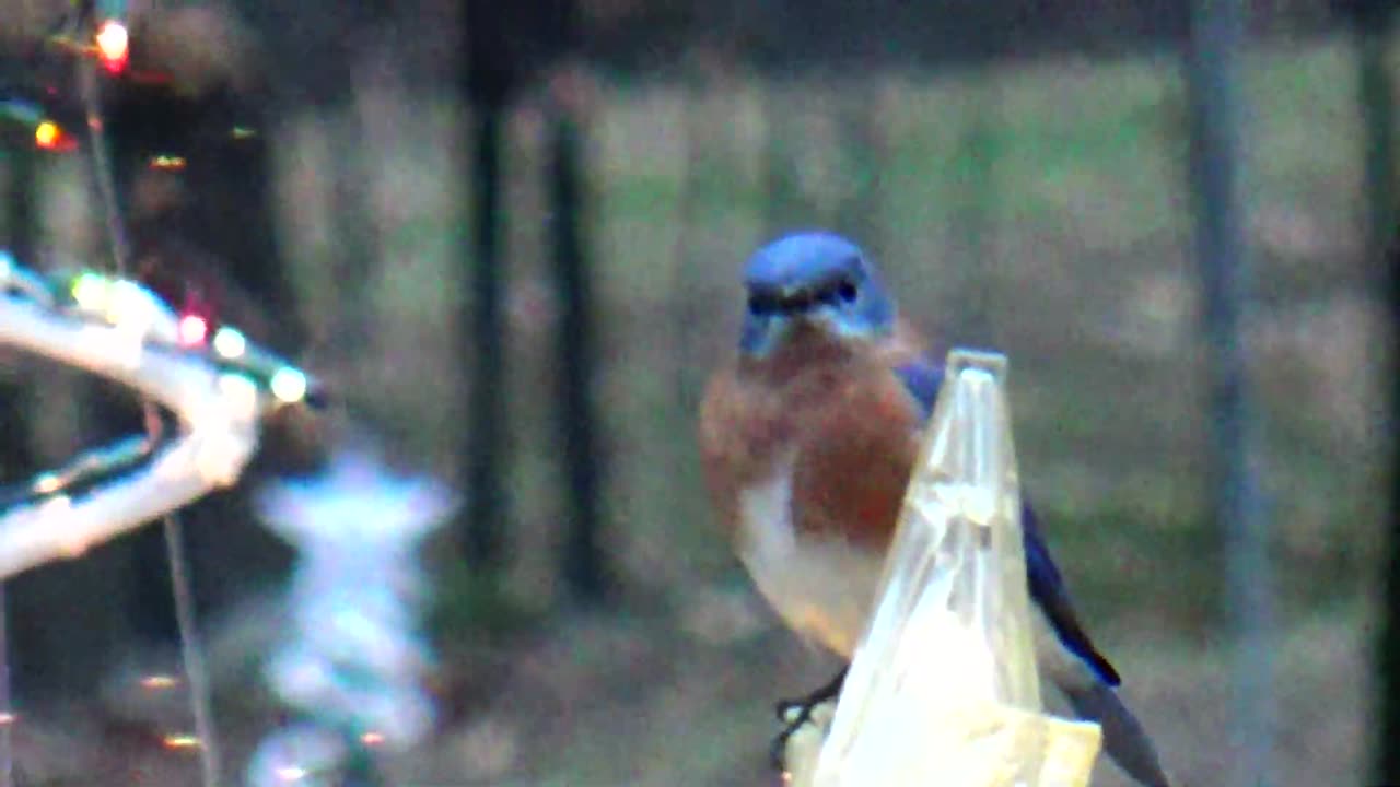 Bluebird