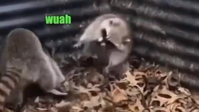 Funny Animal Voice Overs
