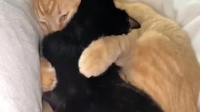 Cat love Each other🐈🐈🐈🐈🥳🥳🥳