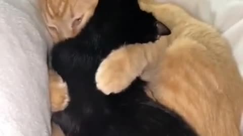 Cat love Each other🐈🐈🐈🐈🥳🥳🥳