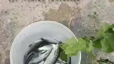 This is a beautiful and charming water-dwelling species