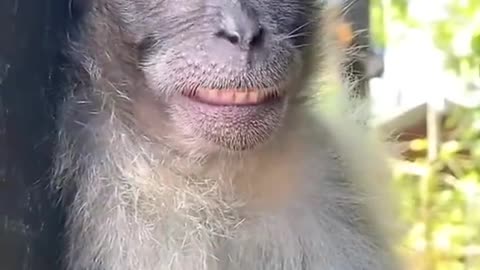 Crazy monkey