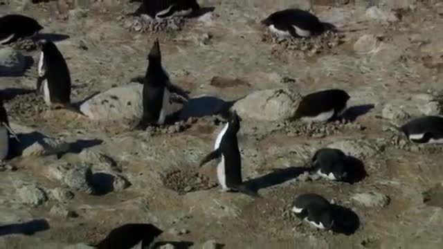 Penguin, Depressed...