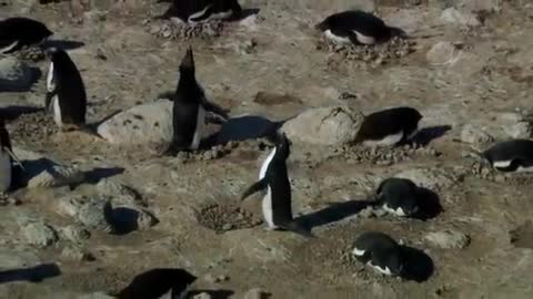 Penguin, Depressed...