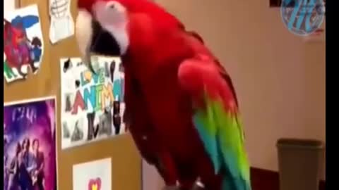 Birds Amazing Dancing Compilation