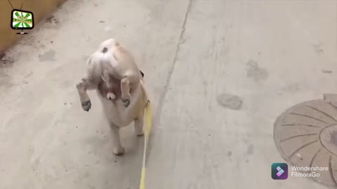 Amazingly cute pug finds a way to not get its feet wet.😂🤣try not to laugh🤭