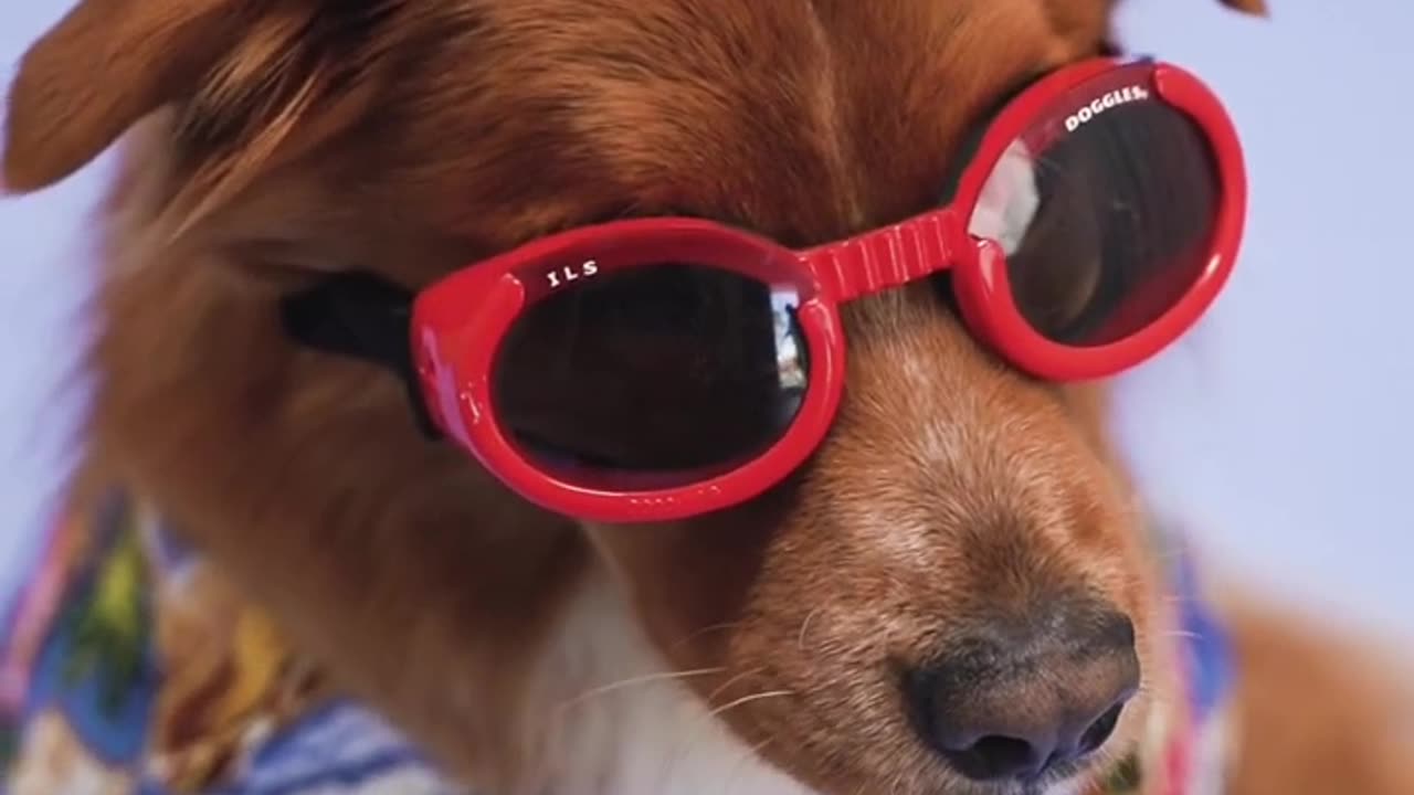 Dog with Red Sunglasses