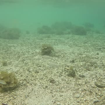 Snorkeling Adventures Philippines. Shallow water just near the shore but so many fish here
