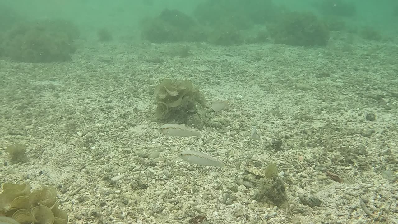 Snorkeling Adventures Philippines. Shallow water just near the shore but so many fish here