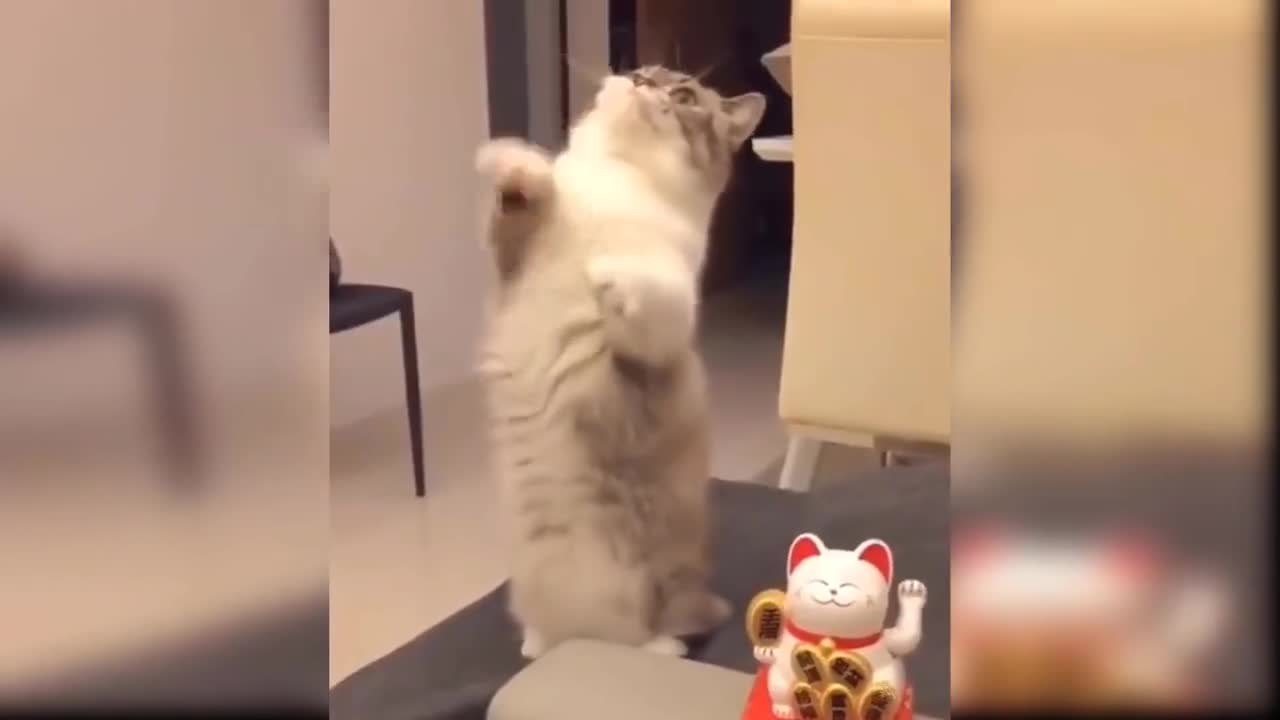 Play cats every day.