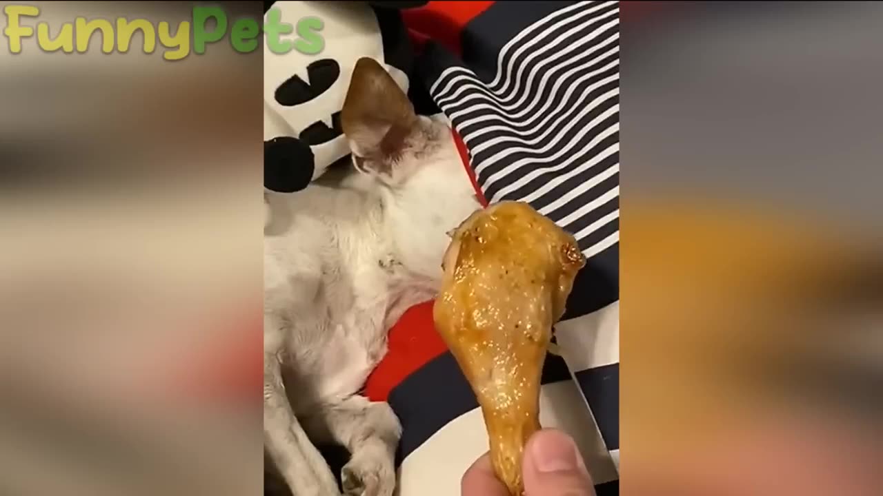 Animal funny video