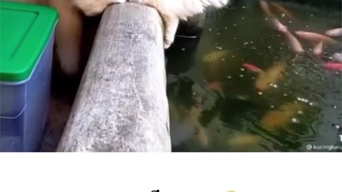 Cat play to water🌊