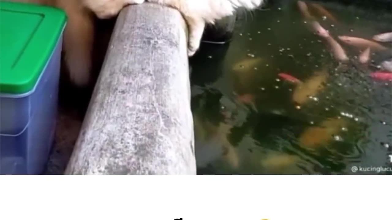 Cat play to water🌊